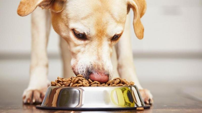 Почему у собак бывает рвота после еды? - ZOO ЦЕНТР